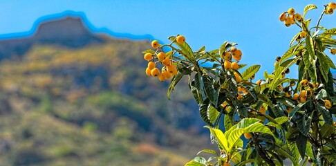 Fruits in Taormina Sicily Italy