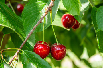 Cherry fruits on tree branches.