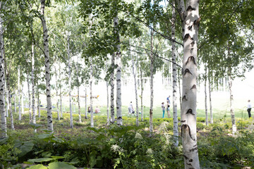 Urban city public artificial birch park in summer tree