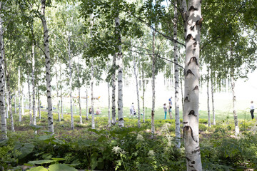 Fototapeta premium Urban city public artificial birch park in summer tree