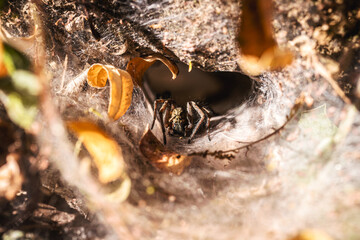 Brazilian spider known as armadeira, monkey spider or banana spider, lives in the forest in burrows, belonging to the ctenid family