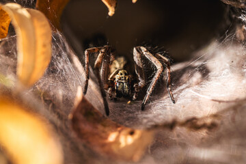 Brazilian spider known as armadeira, monkey spider or banana spider, poisonous and hunter