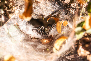 Brazilian spider known as armadeira, monkey spider or banana spider, lives in the forest in burrows, belonging to the ctenid family