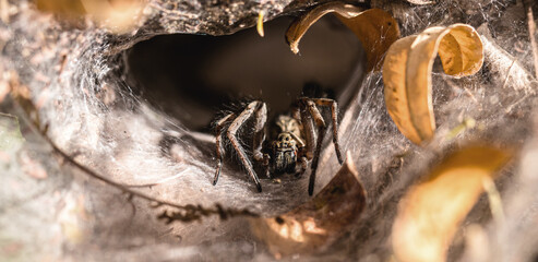 Brazilian spider known as armadeira, monkey spider or banana spider, poisonous and hunter