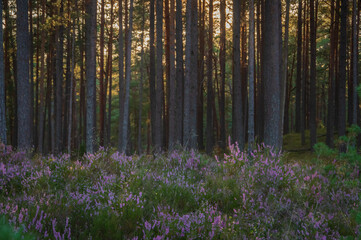 Fototapeta na wymiar Soft focus image of moody pine forest with purple heather in the foreground lit by evening sun