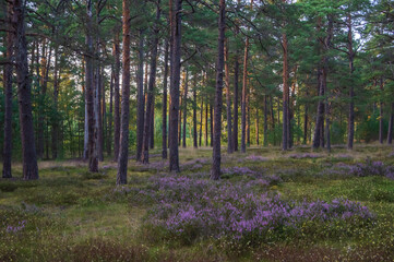 Purple heather growing in the pine forest lit by evening sun