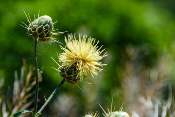Thistle plant (Carduus) with yellow flowers