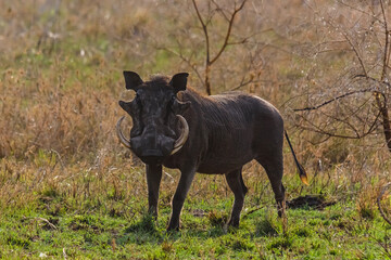 Common warthog (Phacochoerus africanus) at the Serengeti national park, Tanzania. Wildlife photo