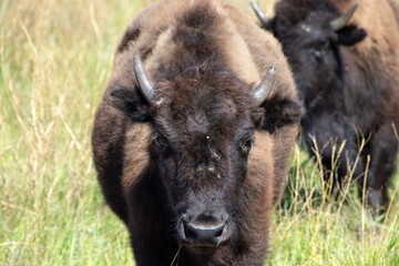 Close up of a Young Buffalo in Yellowstone National Park