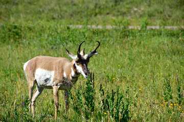 Antelope Enjoying the Flowers.