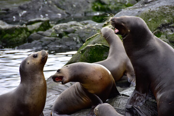 Colony of Sea Lions in Argentina