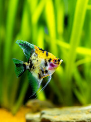 Angel Fish Koi Panda Yellow Head in tank fish with blurred background (Pterophyllum scalare)