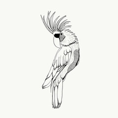 Bird Style Art Illustration