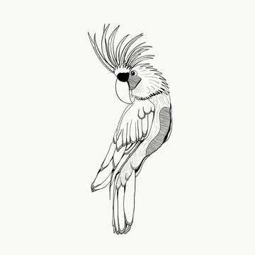 recommend clip art: Bird Style Art Illustration