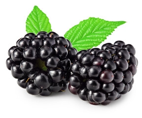 blackberries with leaves isolated on white background. clipping path