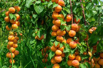 Apricots hanging on tree branches. Agriculture and harvesting concept.