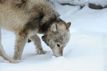 Wolf in the Snow at Yellowstone National Park