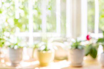 Blur background of sunlit green house plants on wooden window in sunny summer day. Copy space.