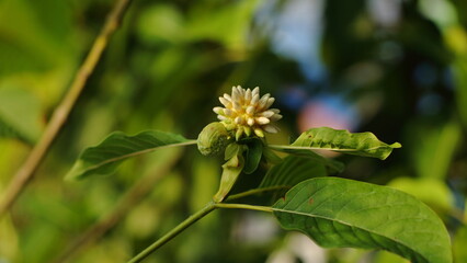 Mitragyna speciosa Korth (Kratom) flower on branch