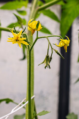 Bright yellow small tomato blooming flower growing in a light and humid greenhouse in spring or summer farmer garden in Poland
