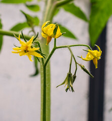Bright yellow small tomato blooming flower growing in a light and humid greenhouse in spring or summer farmer garden in Poland
