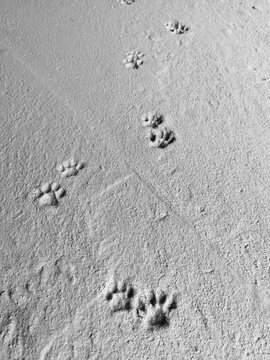 Concrete floor with dog footprints and cat footprints walking on.