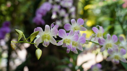 Light Purple Orchids flowers in spring