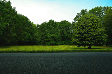 Green field, black road & trees