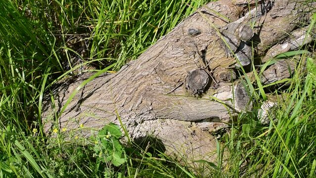 A small lizard crawls along a log lying on the grass.