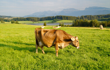 Naklejka premium cows grazing on the green alpine meadows with scenic lake Attlesee and the Bavarian Allps in the background, Nesselwang, Allgaeu or Allgau, Germany