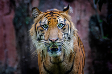 closeup head of sumatra tiger, animal closeup