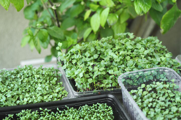 Different microgreens in the boxes. Concept of home gardening and growing greenery indoors