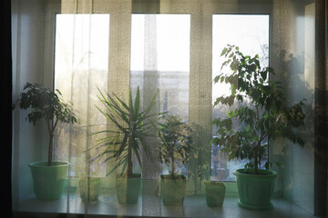 Indoor plants and flowers in pots by the window. Seedlings on the windowsill.