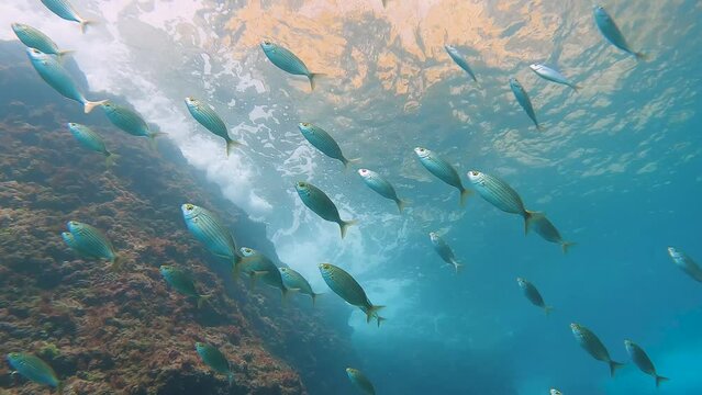School of Salemas (Sarpa salpa) swimming close to the coast