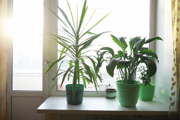 Indoor plants and flowers in pots by the window. Seedlings on the windowsill.