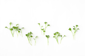 White background with freshly cut broccoli sprouts, microgreens