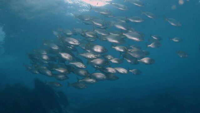 Big group of Mediterraenan fishes (sarpa salpa)