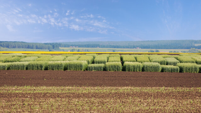 Experimental fields of testing cereal hybrids. Parts of land for breeding wheat or cereal crops. Plots of selection cereals