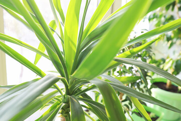 Obraz premium Indoor plants and flowers in pots by the window. Seedlings on the windowsill.