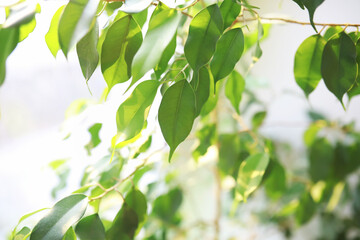 Indoor plants and flowers in pots by the window. Seedlings on the windowsill.