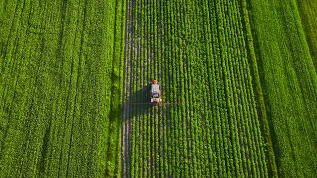 Top view of tractor sprays fertilizer on agricultural plants on the rapeseed field