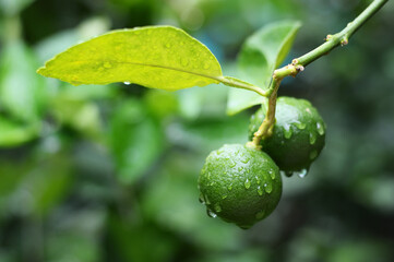 Green lemon on tree with water droplets after raining and green blurred background.