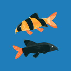 Clown loach and labeo bicolor aquarium fish. Flat vector illustration