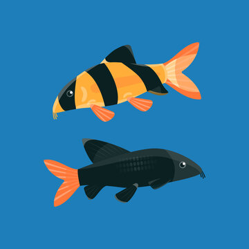 Clown loach and labeo bicolor aquarium fish. Flat vector illustration