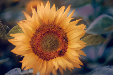  Naturalny szczegół żółto pomarańczowego kwiatu słonecznika na nieostrym bokeh polu.  - obrazy, fototapety, plakaty