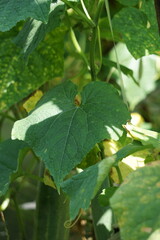 Cucumber (Cucumis sativus, timun, mentimun, ketimun) leaves on the tree. Cucumbers grown to eat fresh are called slicing cucumbers