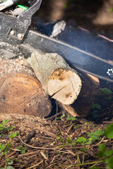 Petrol saw cuts a dry log for firewood