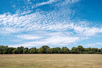 Hot Weather Climate Change Dead Dry Grass And Green Trees Under A Blue Summer Sky - obrazy, fototapety, plakaty