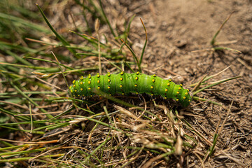 Caterpillar on grass and dusty ground