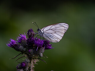 Butterfly on flower